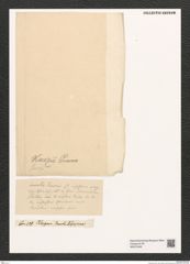 Diatomeae indet. Zeichnungen Sammlung Grunow (NHMW-BOT-W0375346)